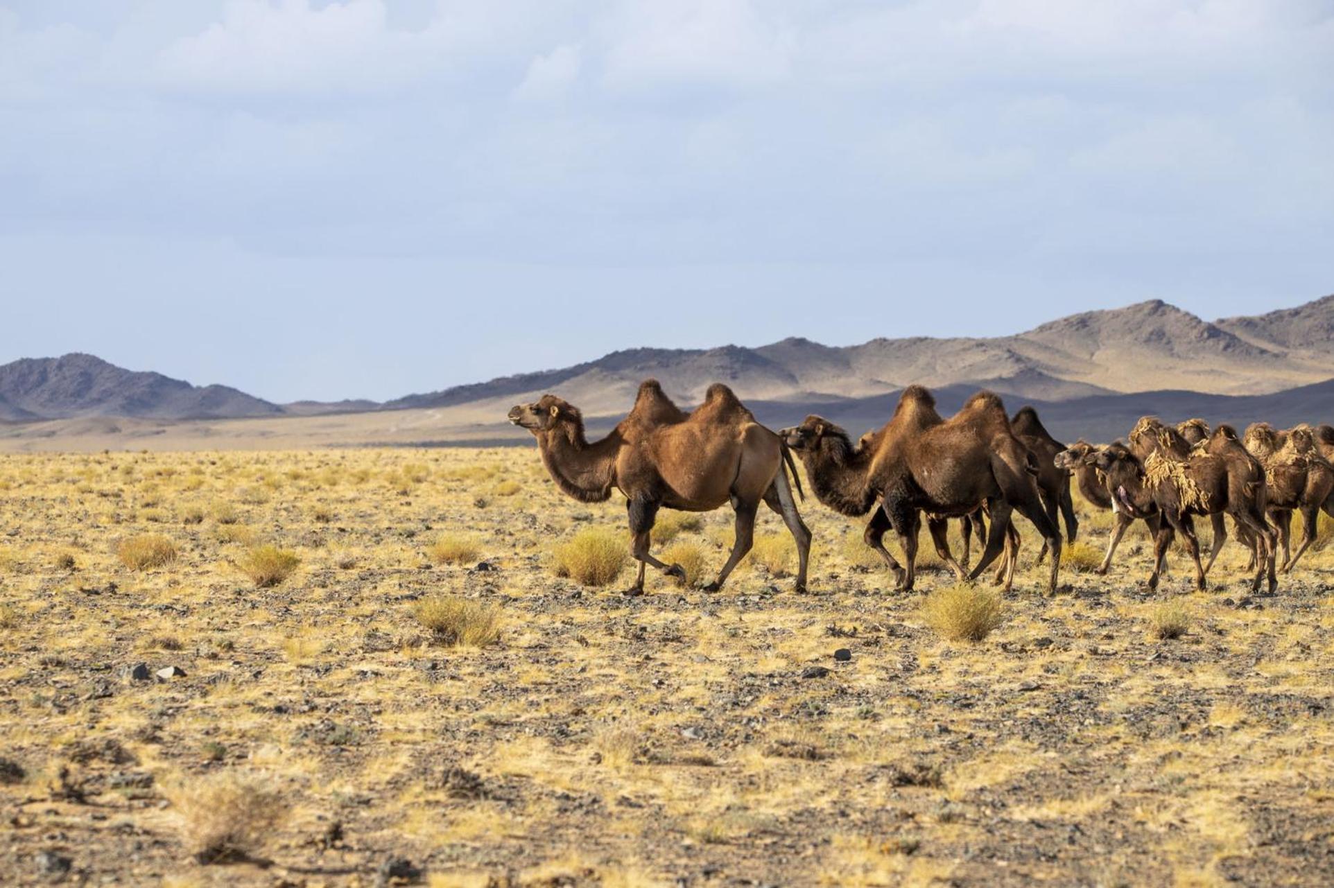 Gobi-Girl Hotell Ulan Bator Exteriör bild